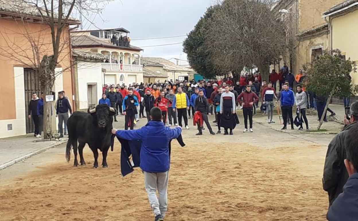 Toro del Cotillón en Villafrechós, primer festejo taurino del año en el 2020. 