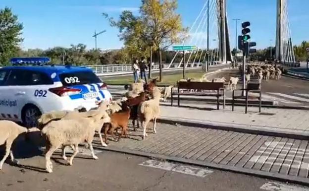 Foto: el rebaño cruza el Pisuerga por el puente de la Hispanidad. Vídeo: las ovejas, en la urbanización El Peral.