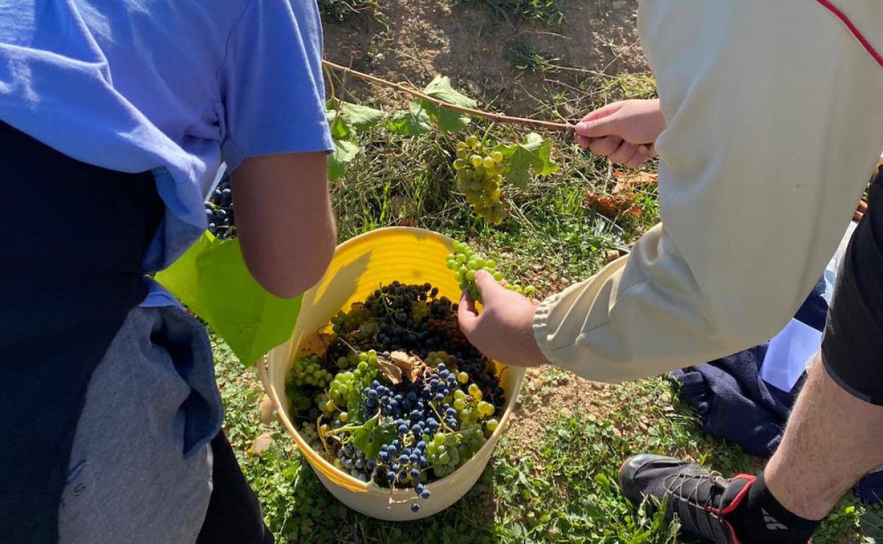 Los participangtes, durante la rebusca.
