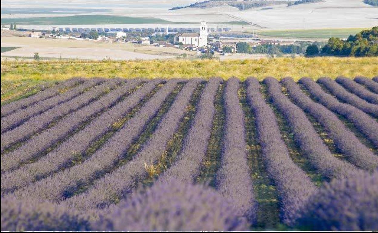 Plantación de lavanda. 