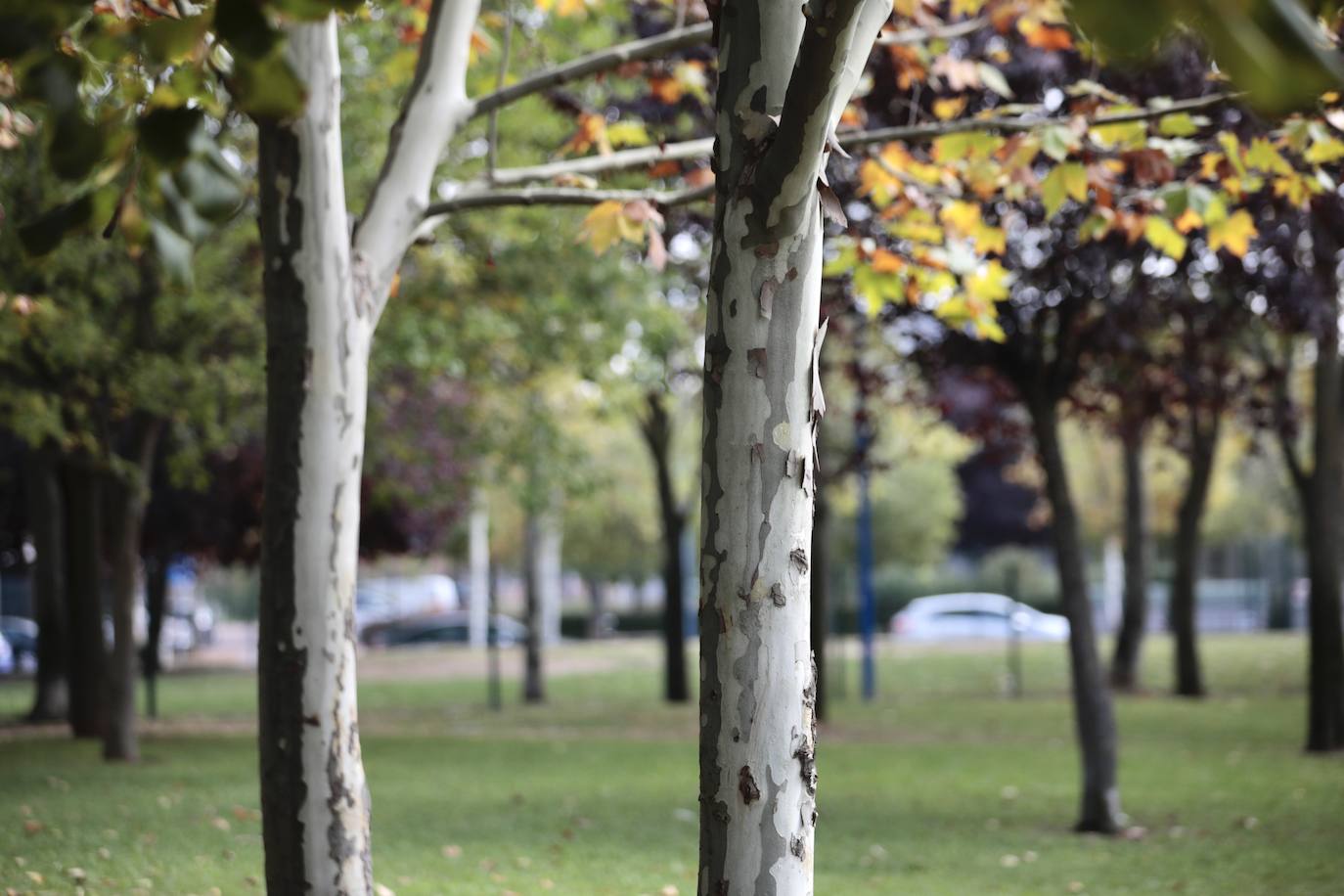 Fotos: Así es el nuevo parque Don Bosco de Valladolid