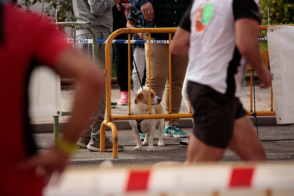 Santa Marta volvió a acoger la salida y llegada de la Media Maratón de la Diputación de Salamanca tras no realizarse el año pasado