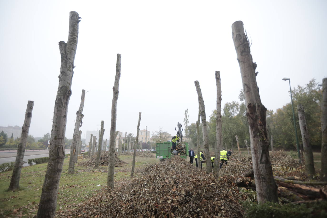 Fotos: Valladolid comienza a renovar su arbolado