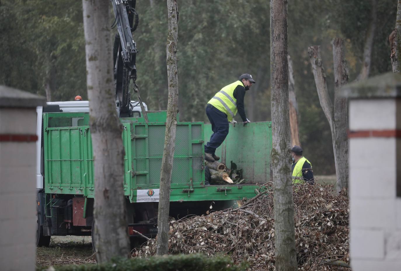 Fotos: Valladolid comienza a renovar su arbolado