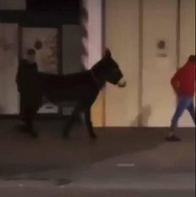 Momento en el que dos hombres pasean a un burro en Las Delicias. 