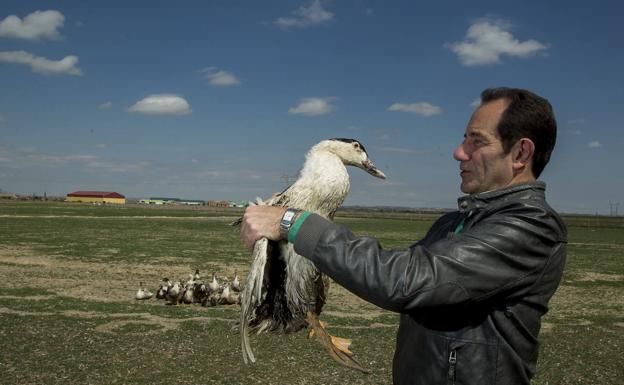 Manuel de Prado observa uno de sus patos. 