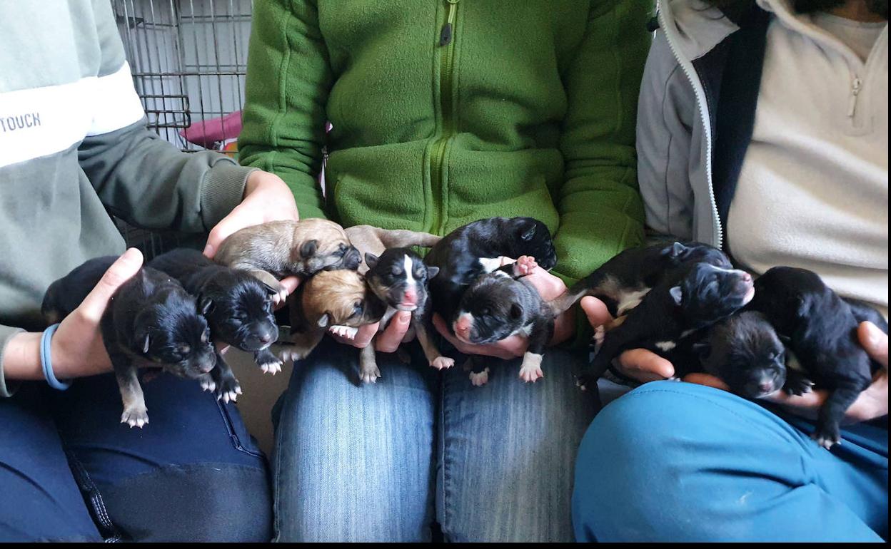 Los once cachorros rescatados, sujetados por voluntarios tras ser repartidos en casas de acogida. 