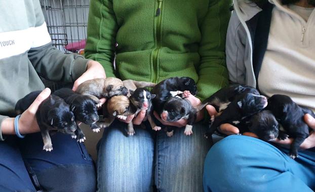 Salvan contrarreloj a once cachorros recién nacidos arrojados a un contenedor en Segovia