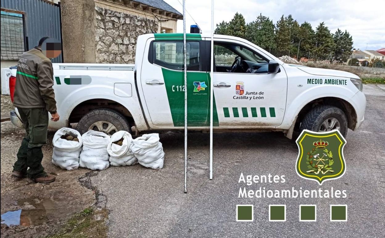 Sacos de piñas piñoneras intervenidas en Portillo. 