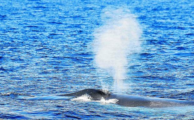 Resoplido de la ballena azul avistada a 20 millas de la costa a la altura de Santurtzi.