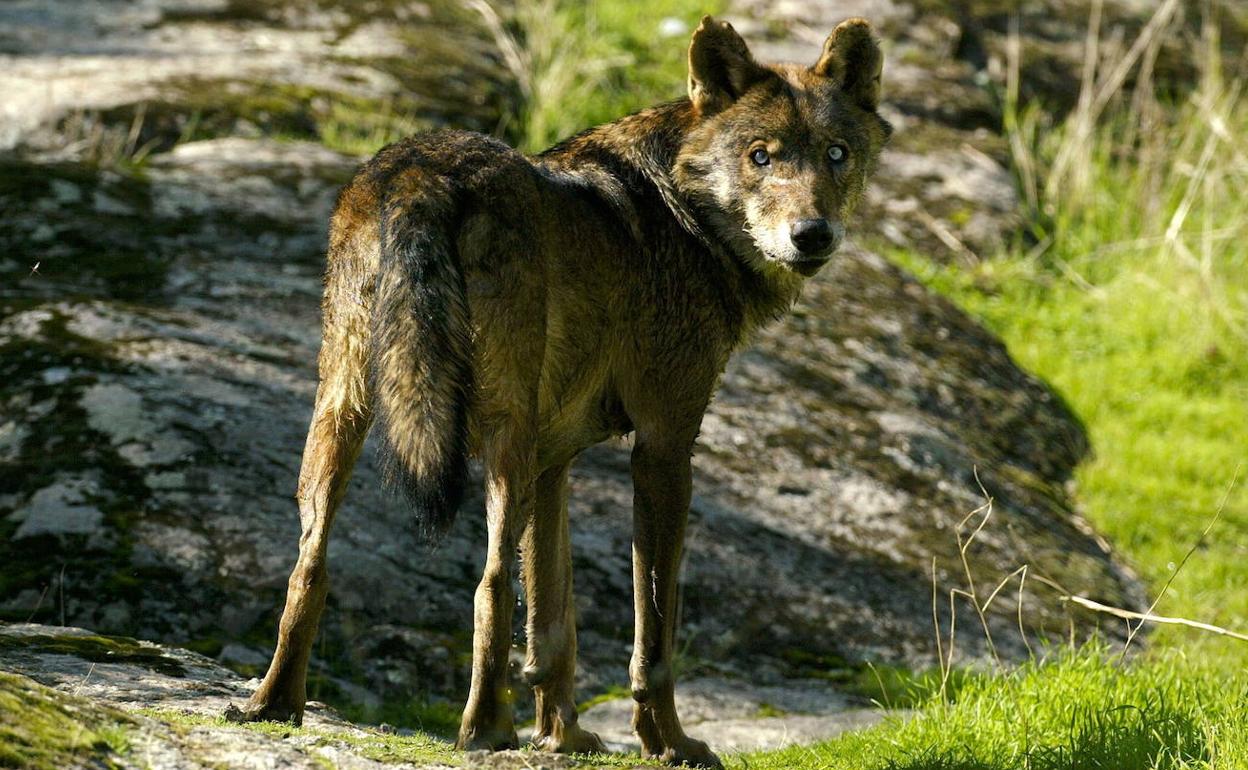 Un lobo ibérico, en una imagen de archivo.