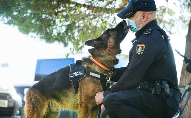 José Antonio Morato, guía canino de la Policía Nacional recibe un lametazo de Thor. 