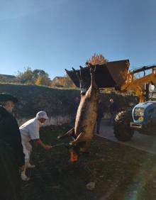 Imagen secundaria 2 - La Fiesta Tradicional de la Matanza arranca en Cristóbal de la Sierra con buen ambiente