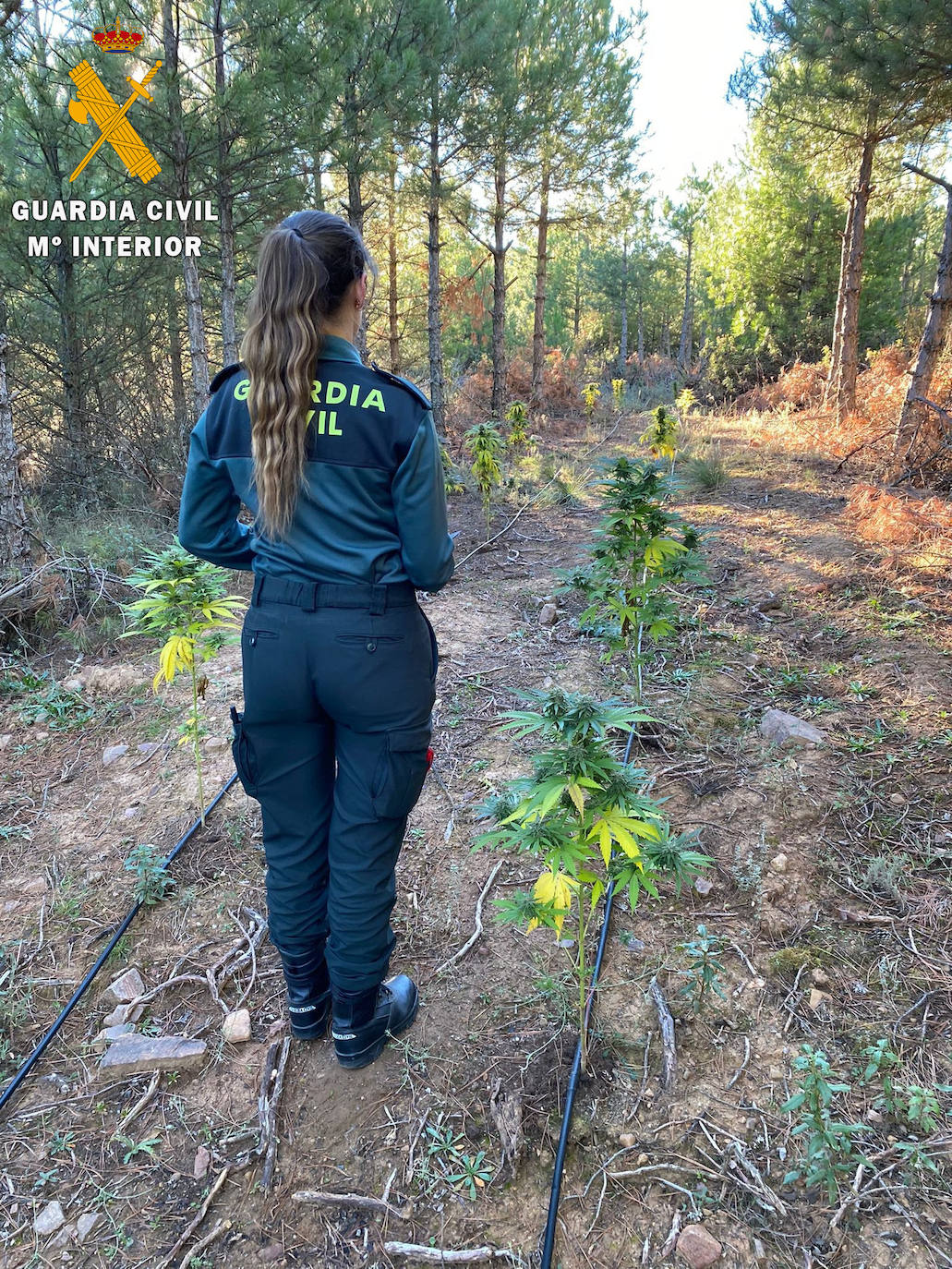 Una guardia civil, en la plantación desmantelada en Carabias.