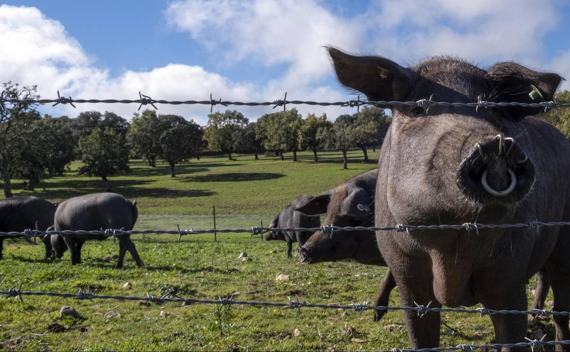 Montanera en la dehesa Charra. Cerdos de raza ibérica pura en una finca cerca de Retortillo