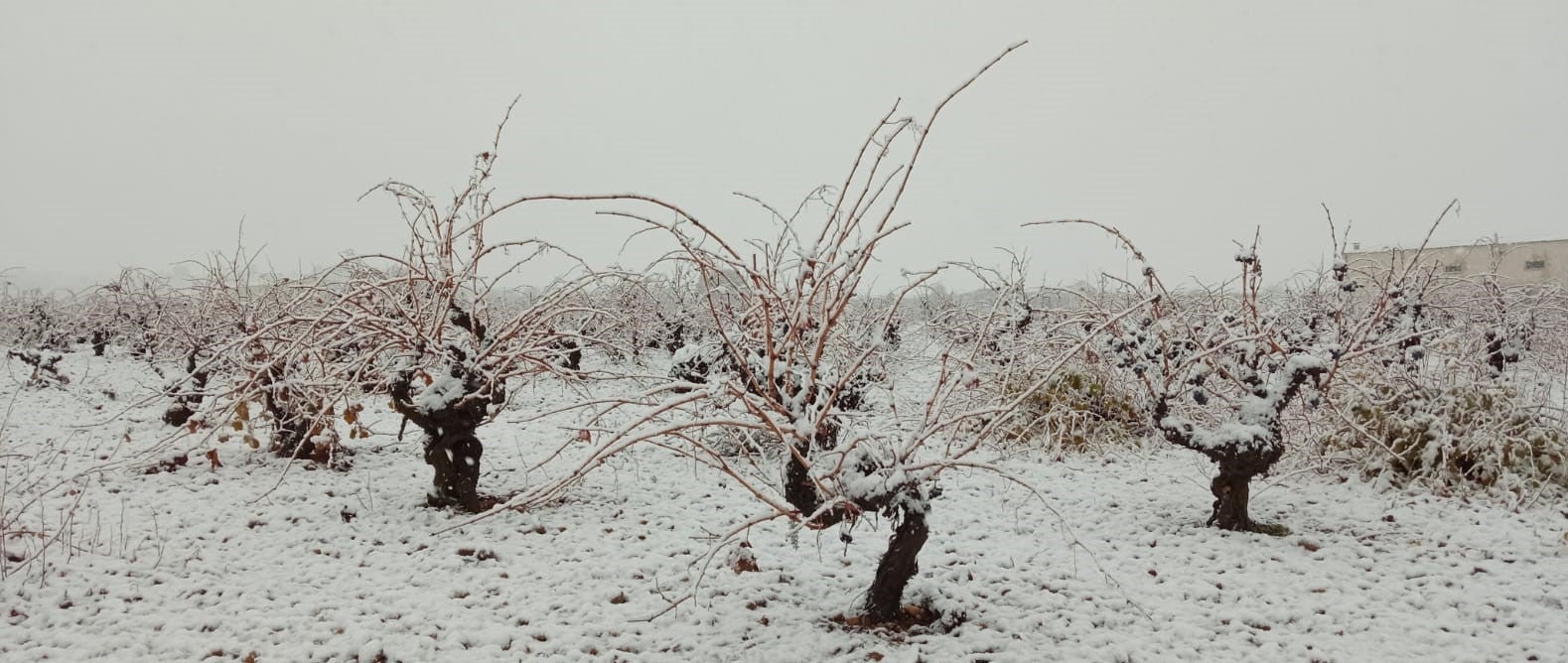 Nieve en Cigales.