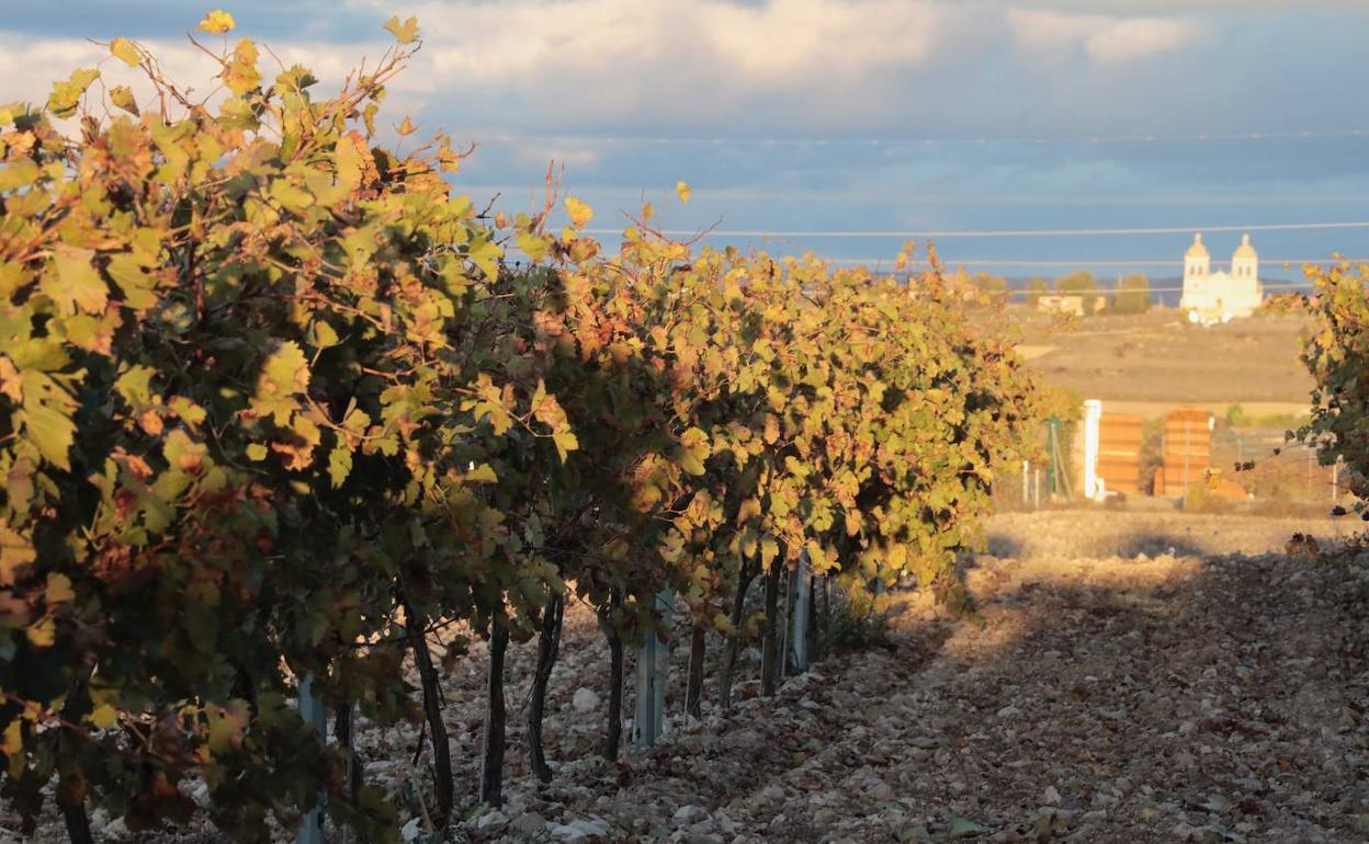 Viñedo de la DO Cigales con el municipio que da nombre a la zona al fondo. 