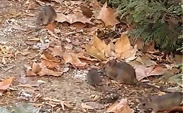 Ratas en la plaza del Ejército.