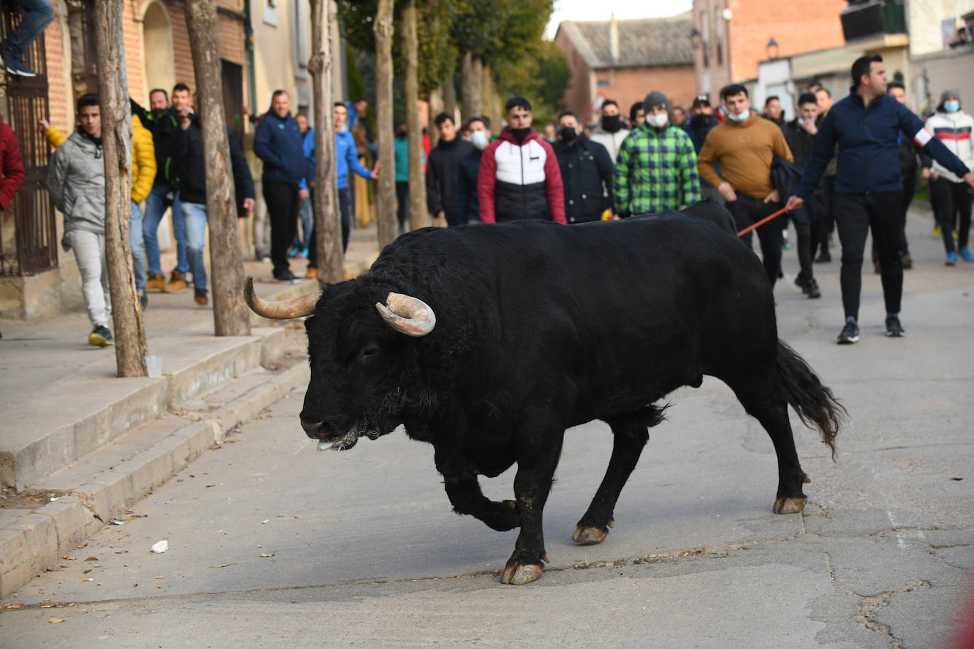 Fotos: Un toro causa el pánico en el encierro en Pollos