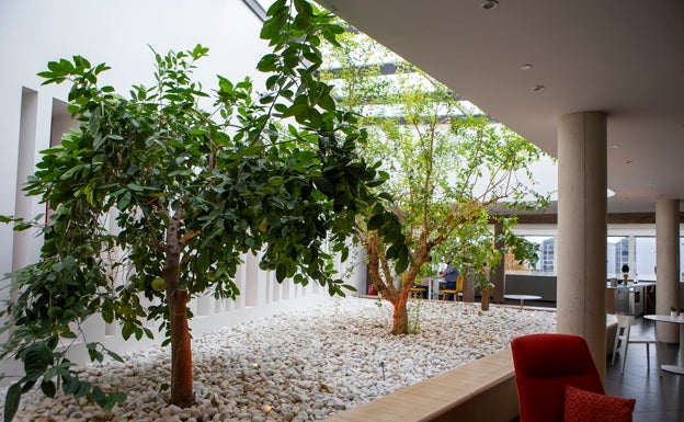 Árboles frutales bajo la luz natural en la zona de encuentro y la cafetería. 