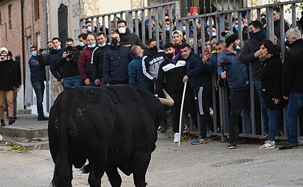 El astado, justo antes de reventar la talanquera. 