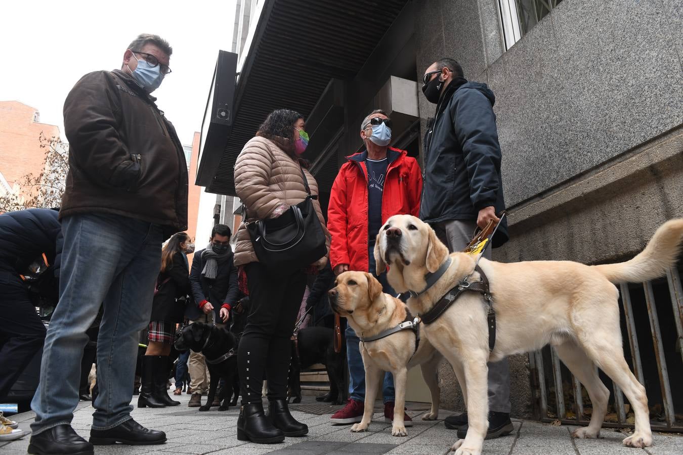 Fotos: Marcha en Valladolid para visibilizar la labor de los perros guía de la ONCE