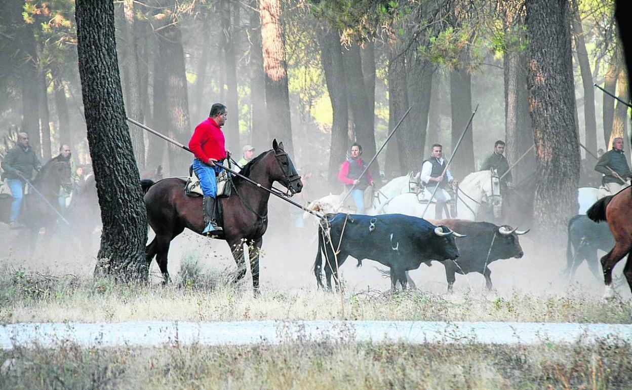 Uno de los últimos encierros celebrados en Cuéllar. 