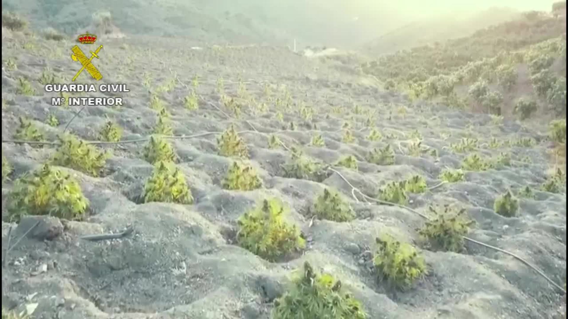 Desarticulada una red de cultivo de marihuana en Segovia