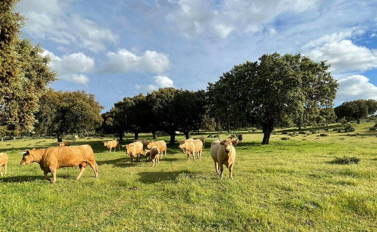 Ganado bovino en una finca de la provincia de Salamanca. 