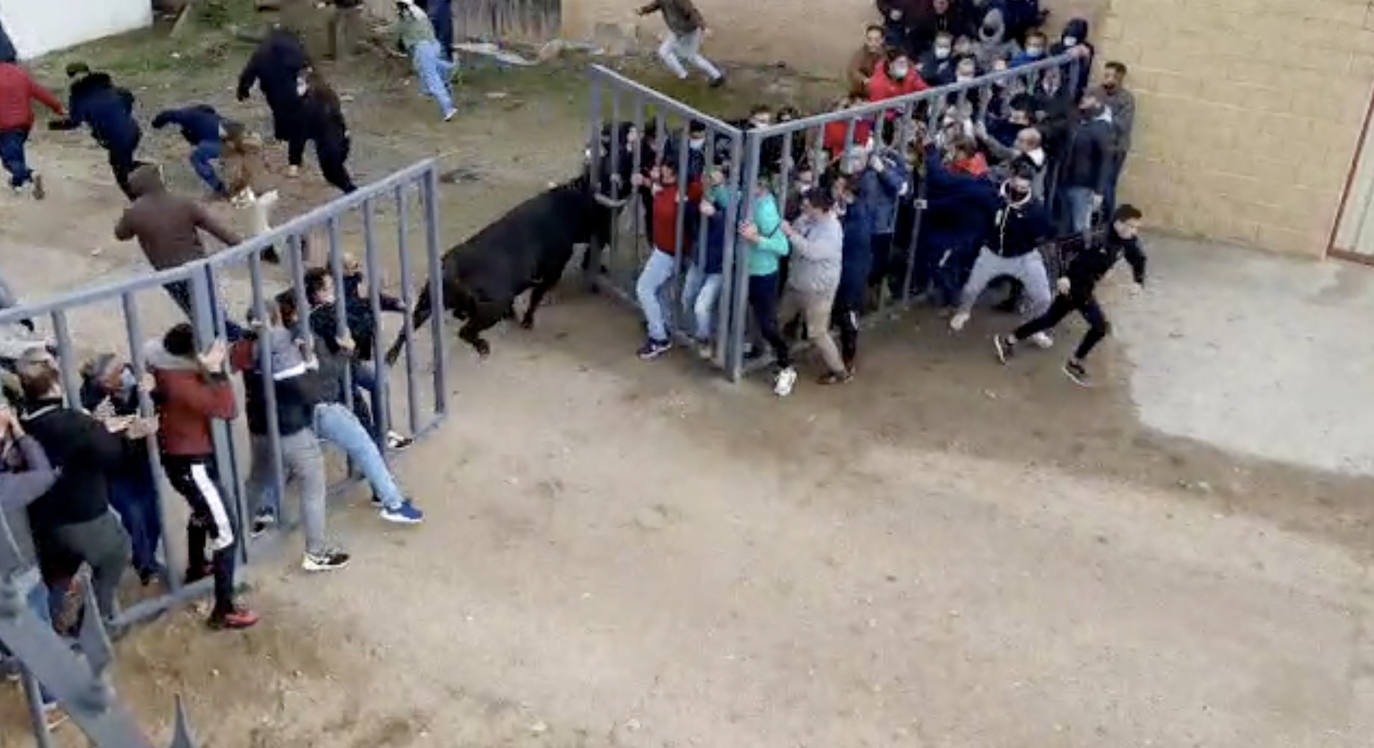 Pánico en el encierro de Pollos.