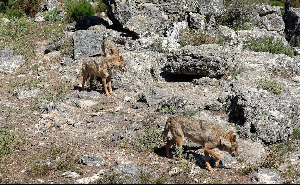 Dos ejemplares en el Centro del Lobo Ibérico de Castilla y León en Robledo (Zamora). 