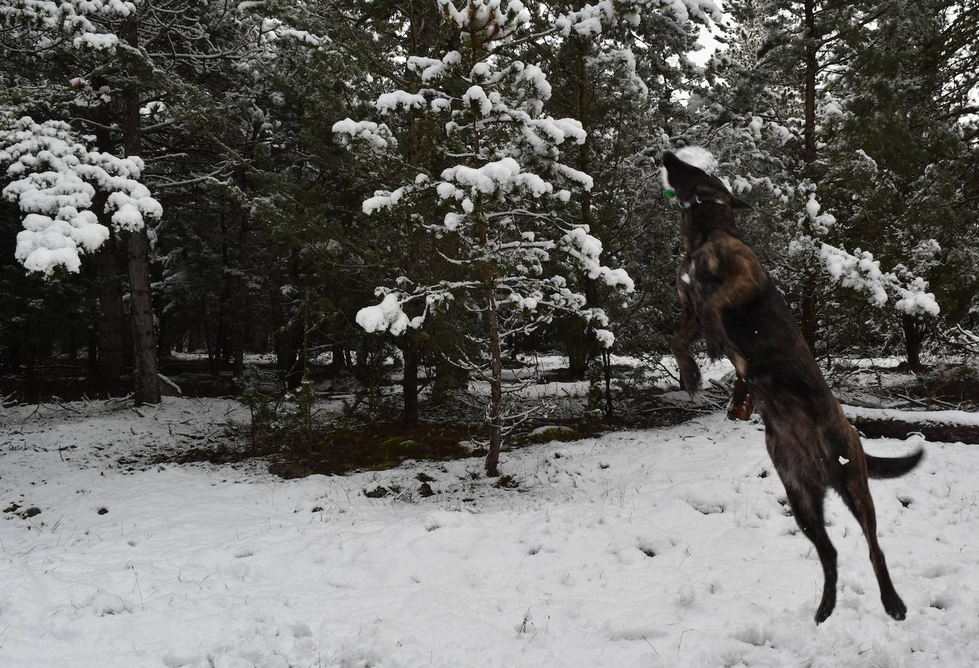 Fotos: Nevada en Aguilar de Campoo