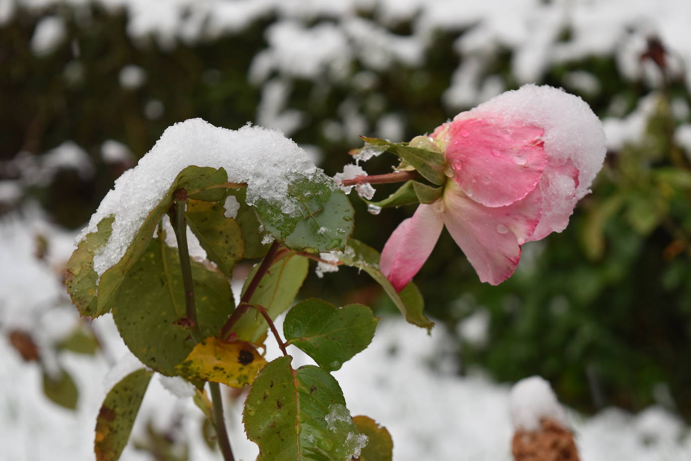 Fotos: Nevada en Aguilar de Campoo