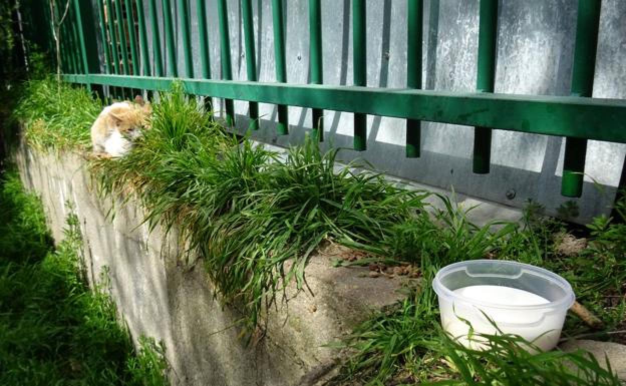 Un gato callejero, en una imagen de archivo. 