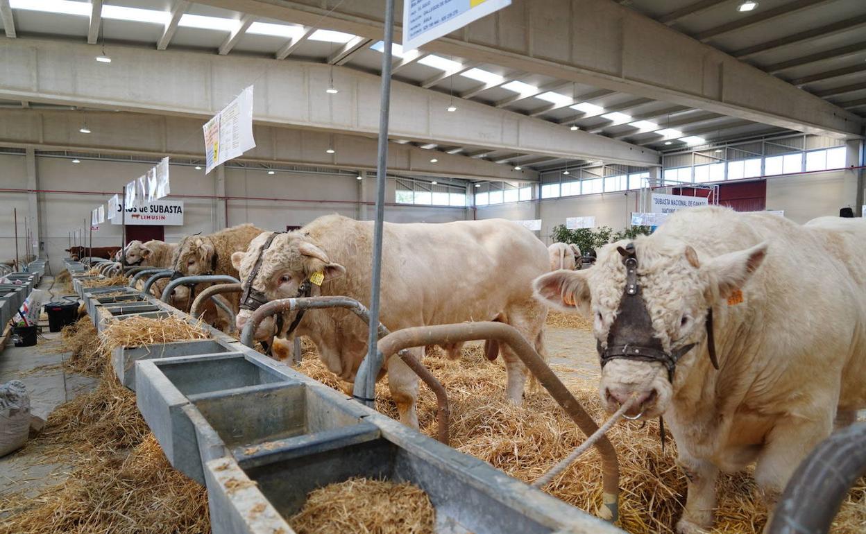 Ganado vacuno en la feria de Salamanca de 2020.