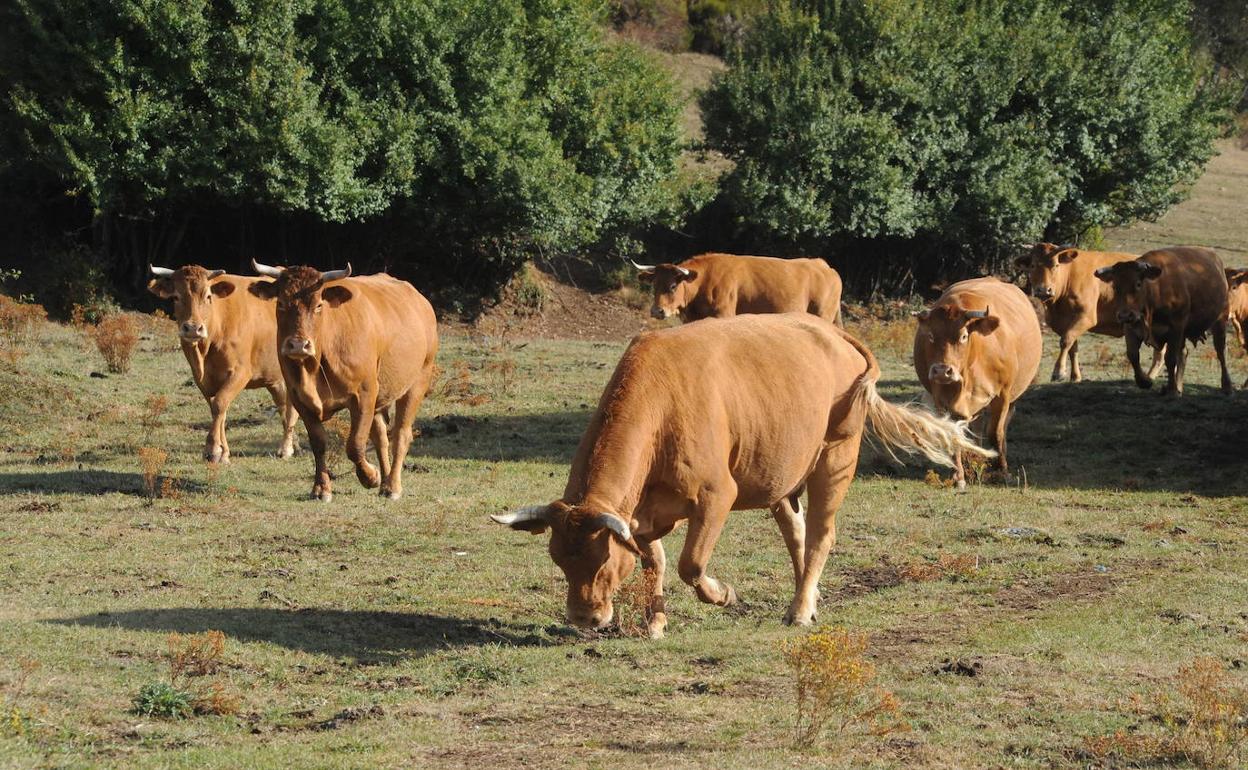 Reses de raza Limusina, de una ganadería del norte palentino.