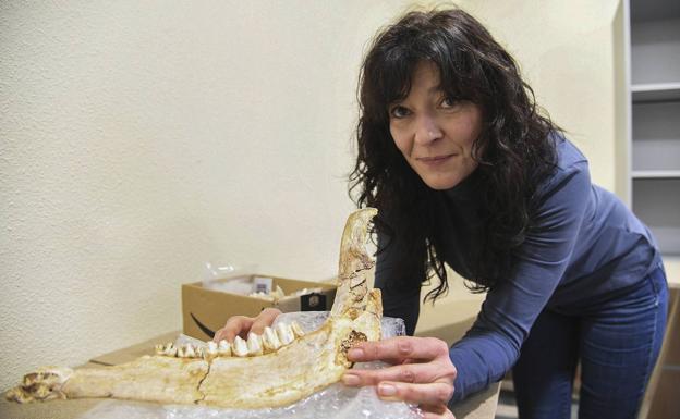 Marta Navazo muestra una mandíbula de ciervo, de 46.000 años de antigüedad, encontrada en el yacimiento busgalés de Prado Vargas.