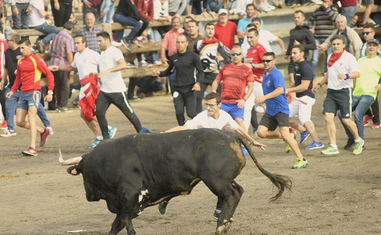 Tordesillas debate hoy la adaptación del torneo del Toro de la Vega al decreto de la Junta