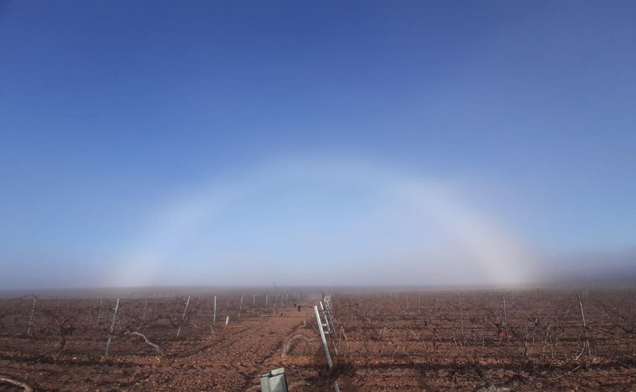 Un arco de niebla, este miércoles en los viñedos de La Seca. 