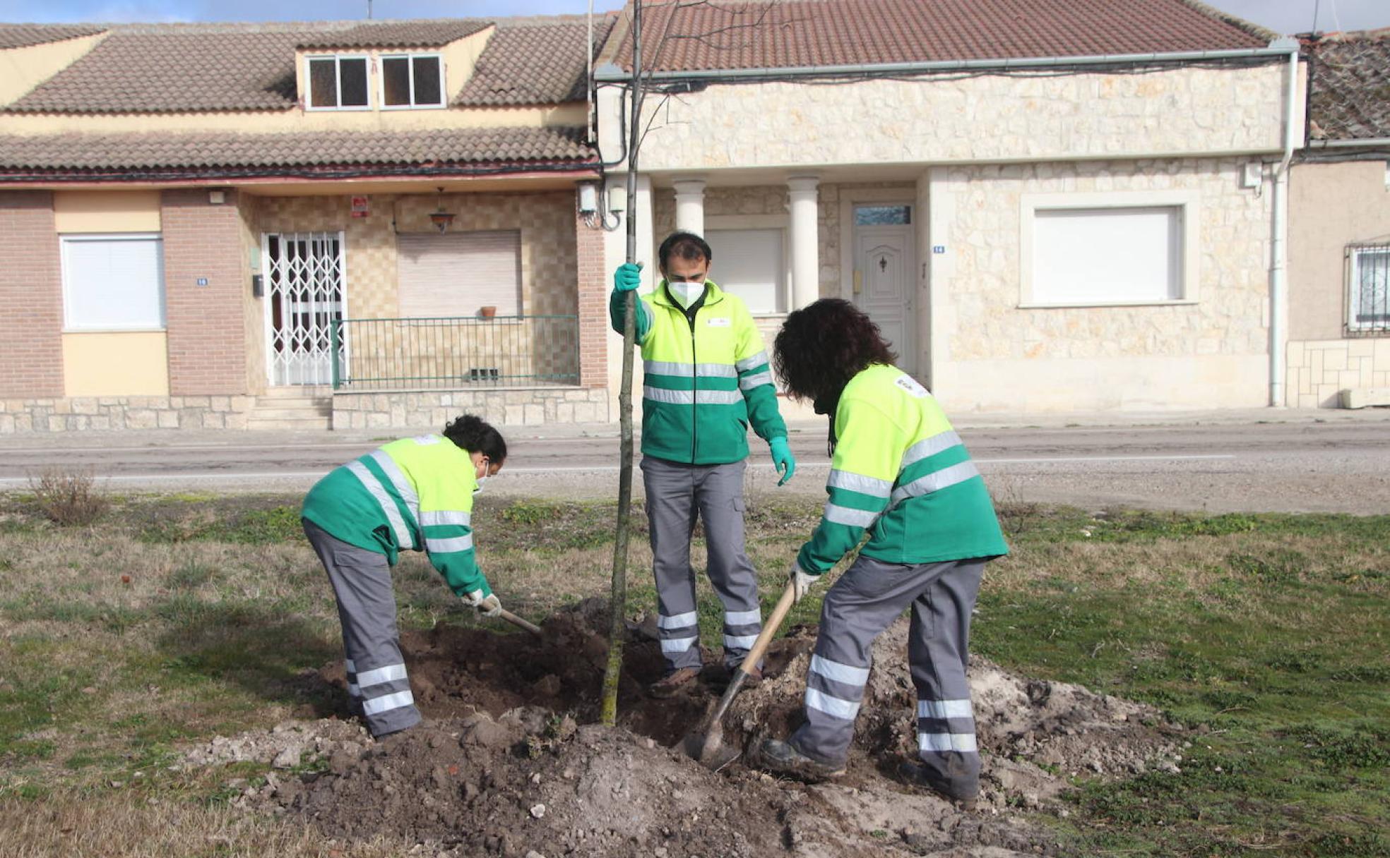 Labores de plantación de uno de los árboles.