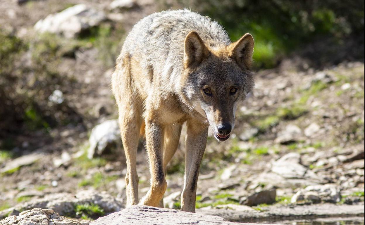 Un lobo en el centro Félix Rodríguez de la Fuente, en Puebla de Sanabria. 
