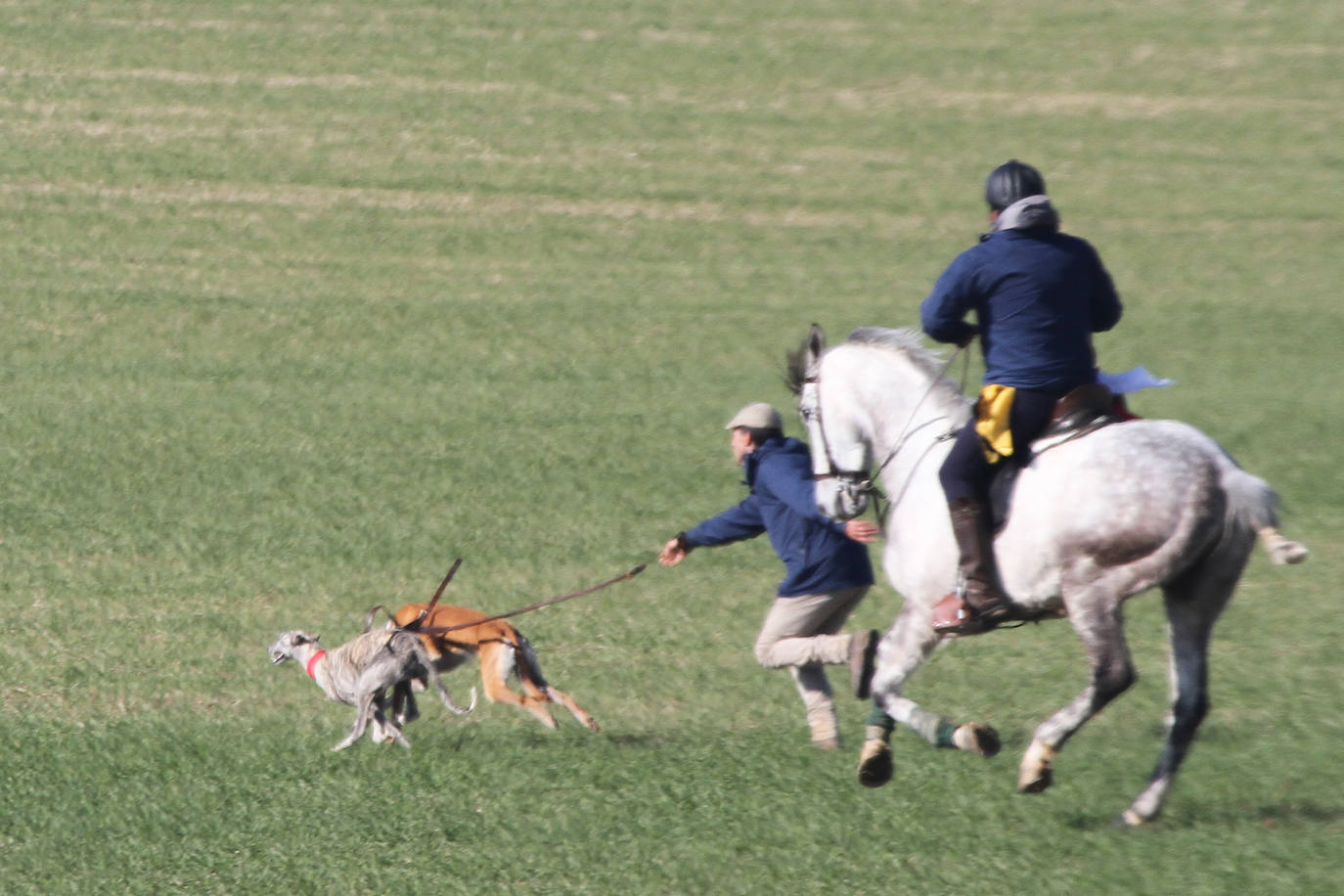 Fotos: Campeonato Nacional de Galgos en Medina del Campo