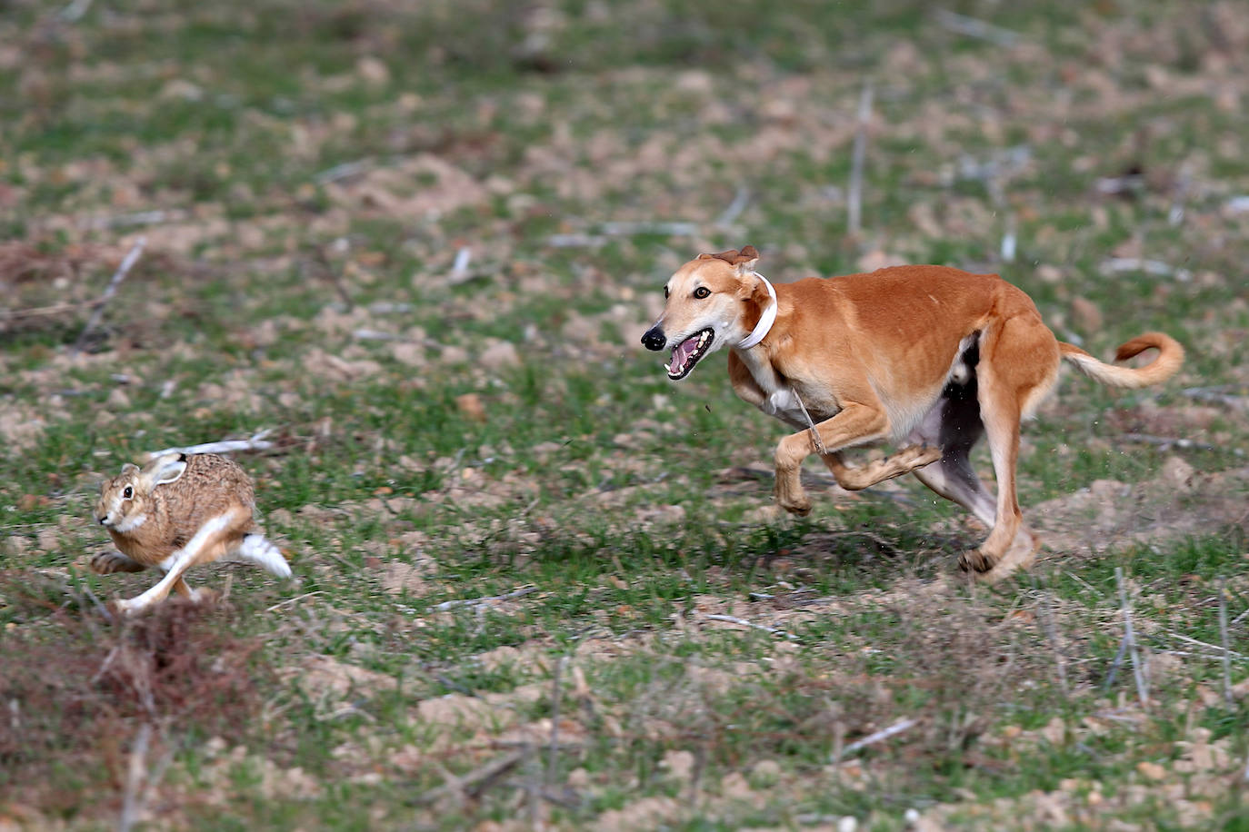 Fotos: Campeonato Nacional de Galgos en Medina del Campo