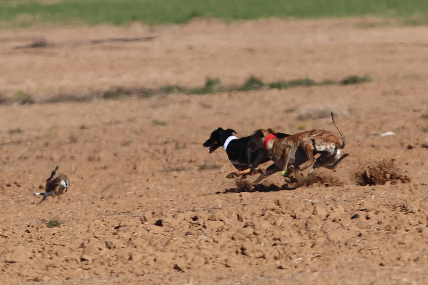 Fotos: Campeonato Nacional de Galgos en Medina del Campo