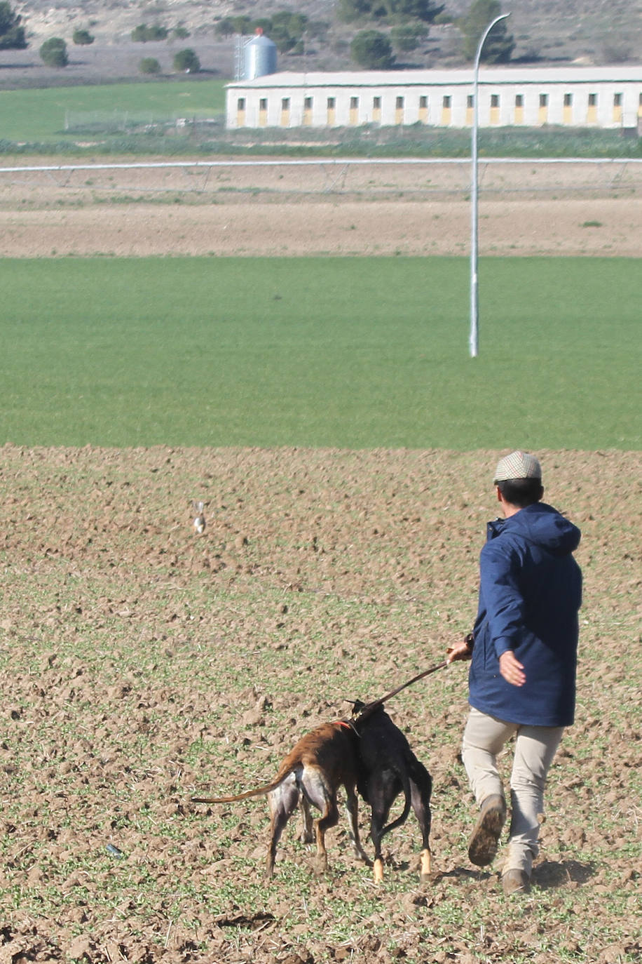 Fotos: Campeonato Nacional de Galgos en Medina del Campo