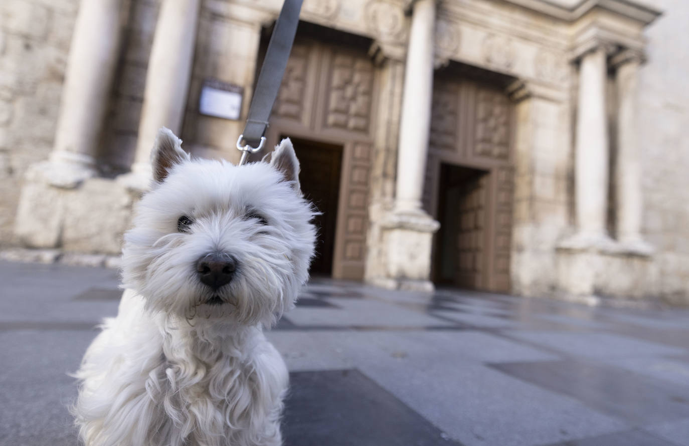 La iglesia vallisoletana de El Salvador, en la celebración de San Antón.