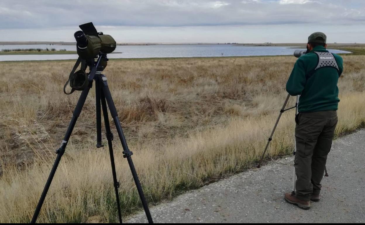 Un agente medioambiental de la Junta vigila la población de aves en una laguna. 