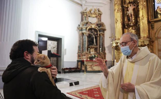 Un gato recibe la bendición por San Antón en la parroquia de El Salvador. 