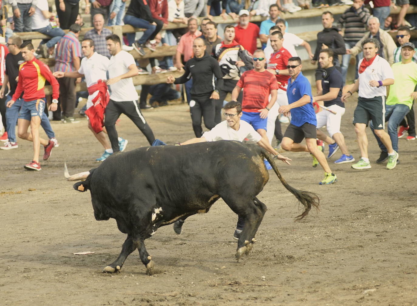 El Toro de la Vega en la edición de 2019. 