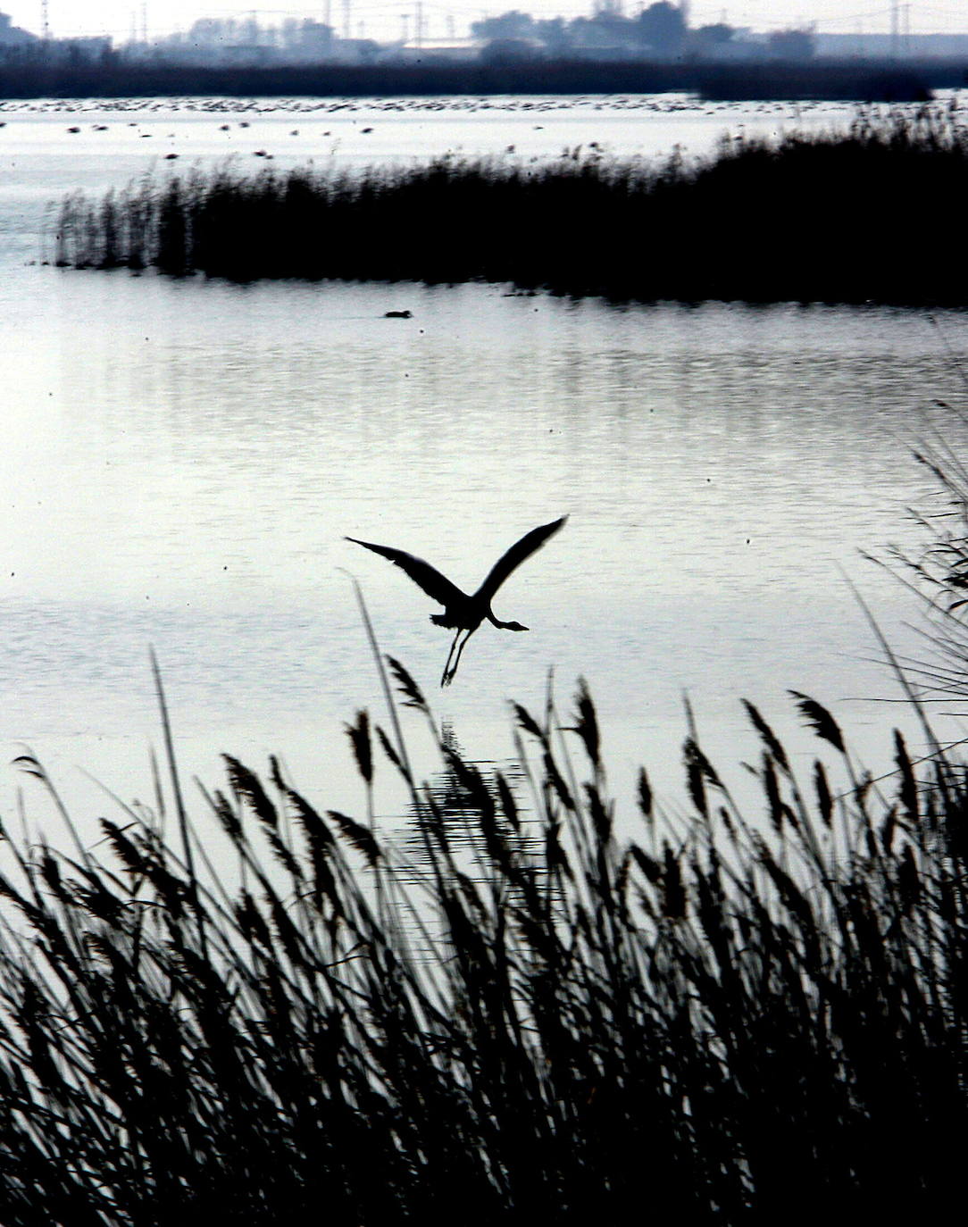 Descartan riesgo de pandemia por gripe aviar en Castilla y León pero piden extremar la vigilancia